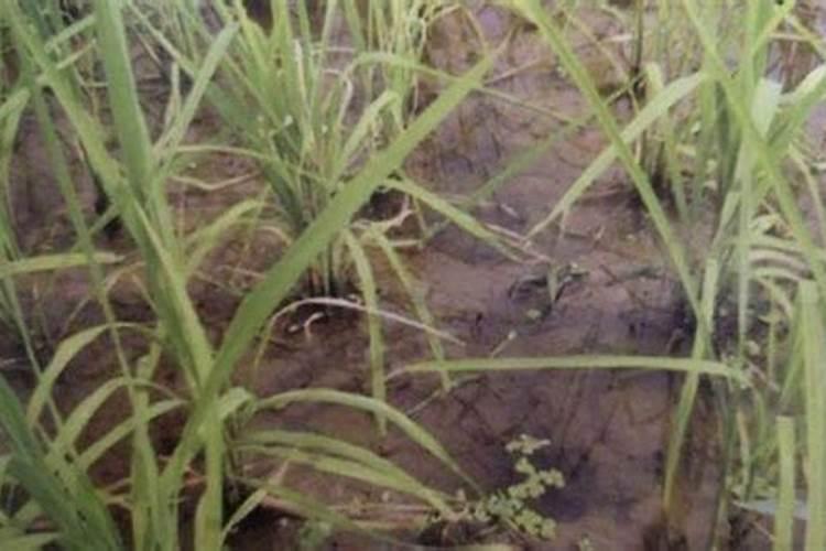 玉米叶面肥的配方大全