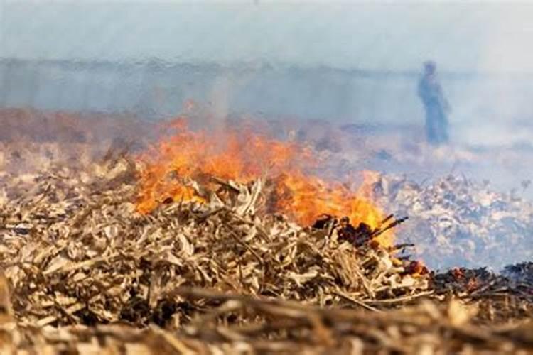 荷叶掉落了,藕还会继续生长吗？