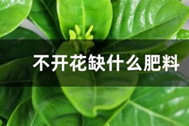 不开花缺什么肥料