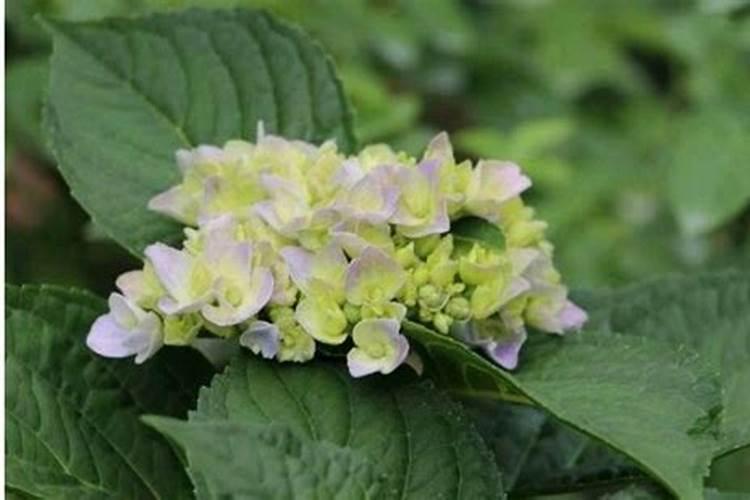绣球花花期养护方法 开花期间如何浇水、施肥