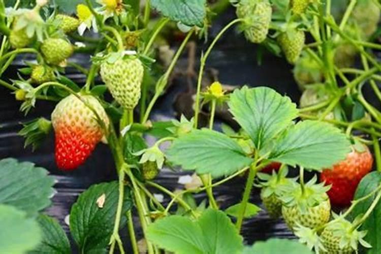 销售水溶肥去哪