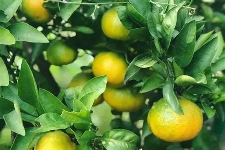 微量元素肥料哪家好