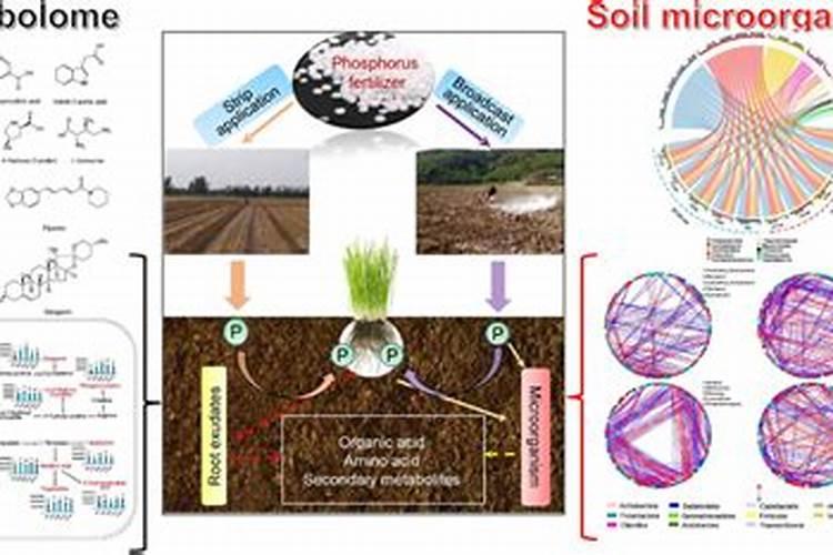 磷肥的作用是什么