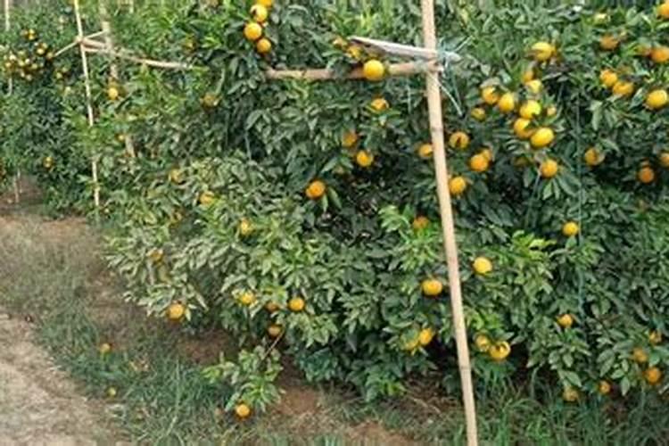 沃柑10月份还要施肥吗？