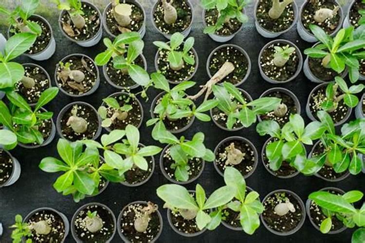 沙漠玫瑰适合新手养吗？一年能开两次花,怎么施肥浇水可以防止其黑腐？