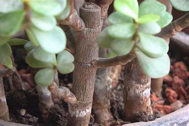 金枝玉叶如何施肥 夏天需要施肥吗