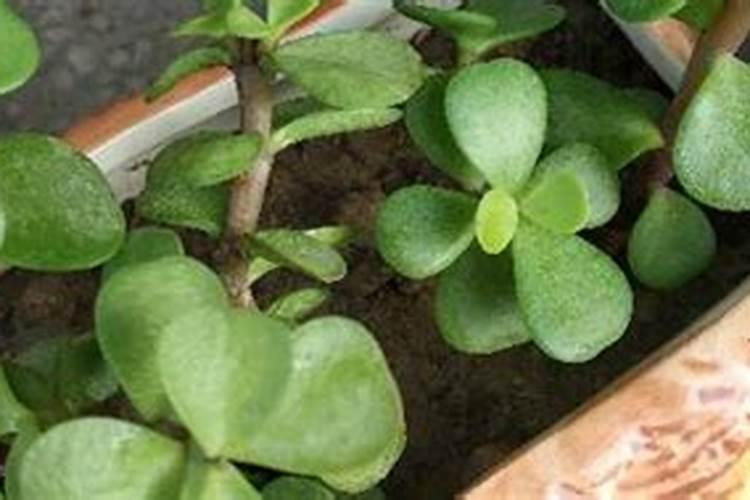 金枝玉叶夏天怎么养