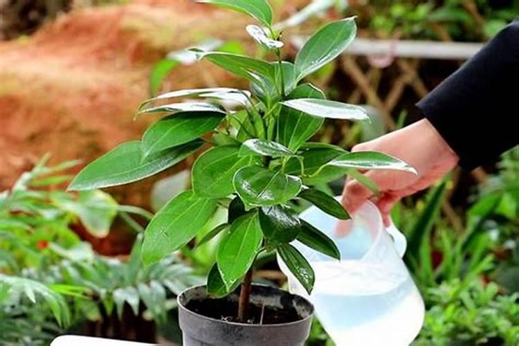 平安树换盆后多久可以施肥？