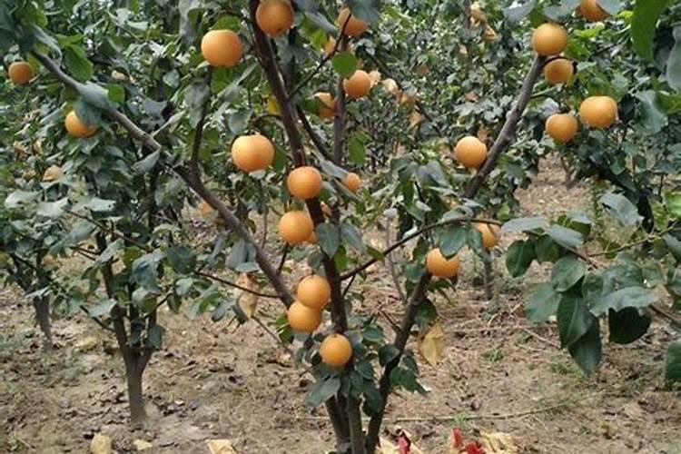 柑橘全年打药时间表