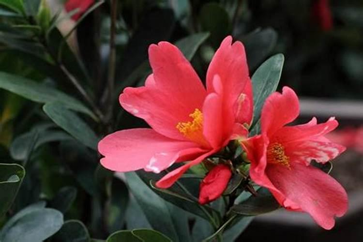 新手必看四季茶花要怎么养