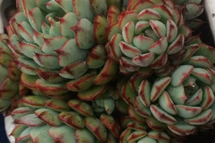 下雨天可以给花施肥吗