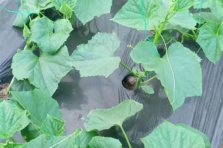 定植的黄瓜苗出现萎蔫死棵怎么办,黄瓜苗放什么发根的肥料好