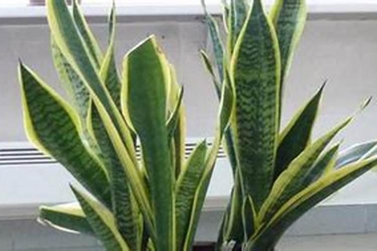 芸乐收多少钱一箱？