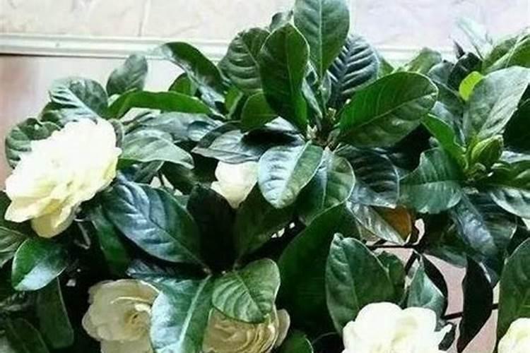 栀子花冬天要施肥吗