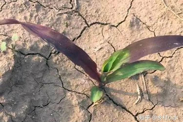 玉米苗发紫不长怎么办