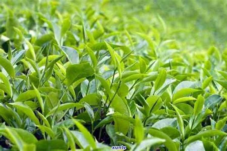 芭乐这种水果食用时是否要削皮