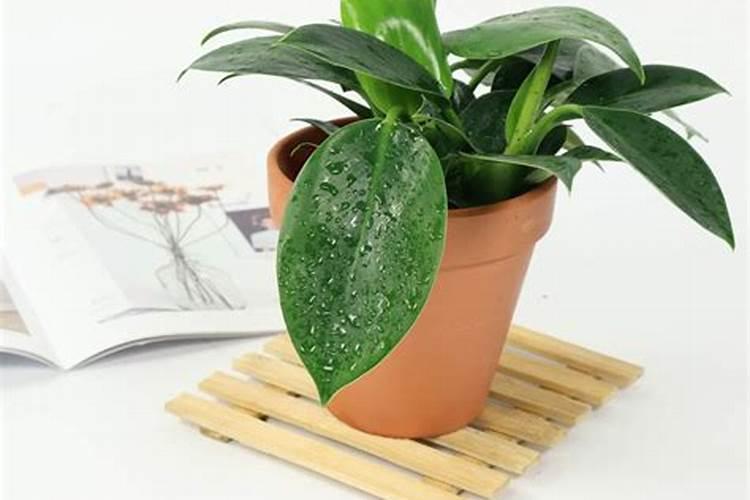 养殖场粪便无害化处理,应对环保,有机肥生产