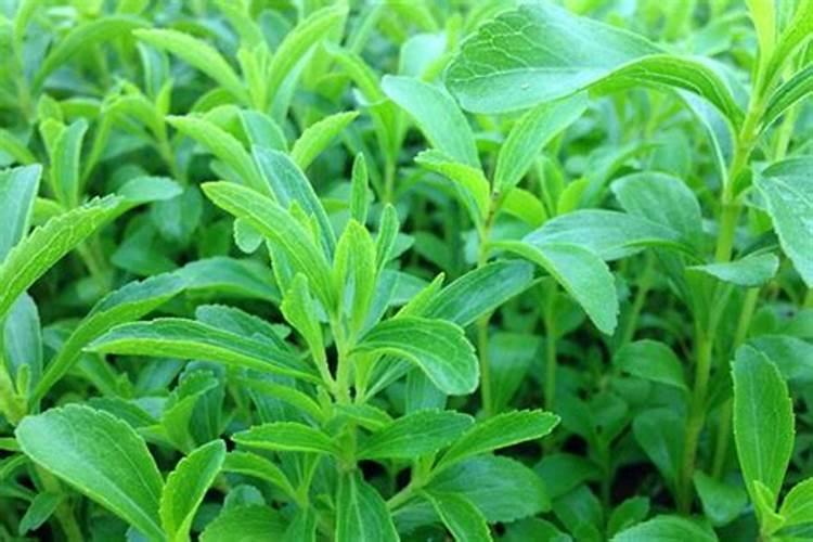 2一4滴丁酯使用范围