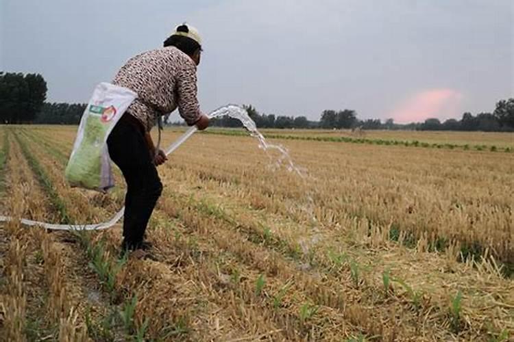 瑞普909玉米品种介绍怎么写？