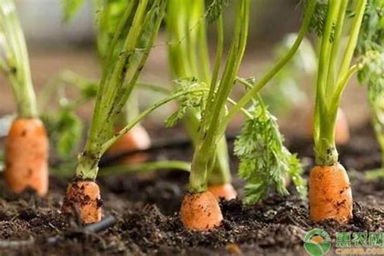 请问种胡萝卜怎样施肥最好