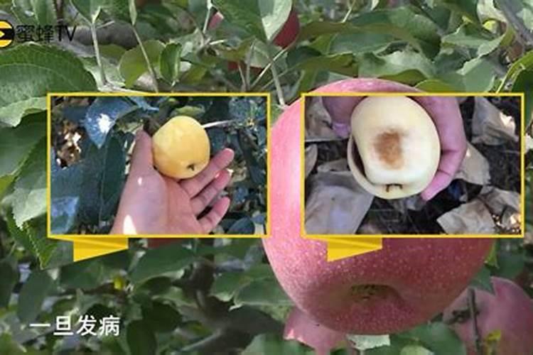 如何正确使用叶面肥？ 农民常用杀蚜剂之噻虫啉
