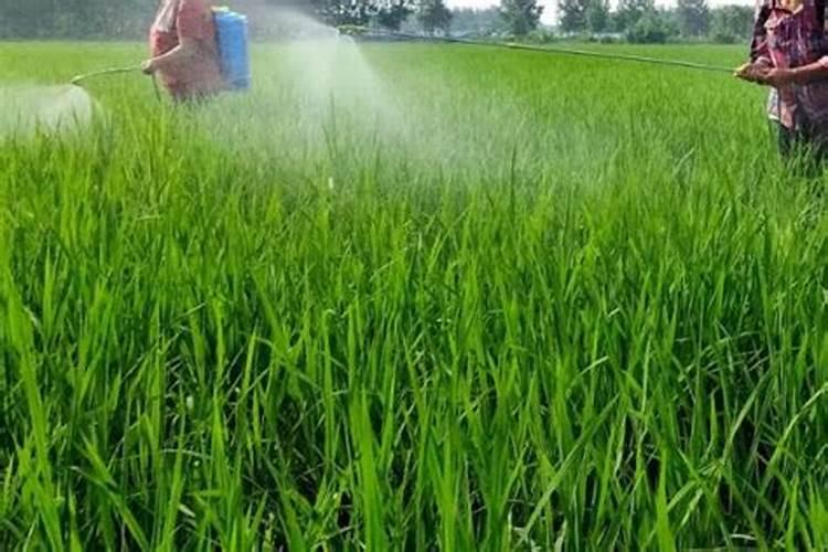 长寿冠海棠花冬季的养殖方法 长寿冠海棠花冬季如何养护