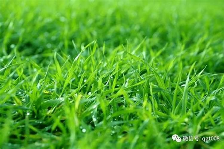 小麦春季施肥最佳时间