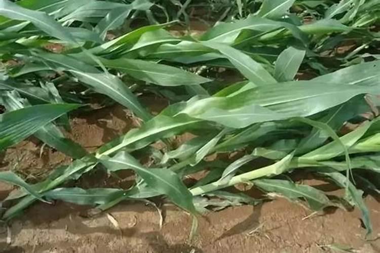 玉米控旺药能和叶面肥混用吗