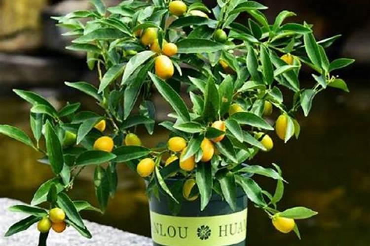 红心芭乐苗多少钱一棵？红心芭乐种植与管理方法