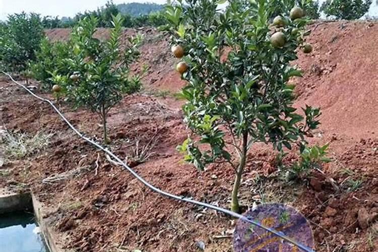 煮熟的鸡蛋壳可以当肥料吗 养兰花可以放鸡蛋壳吗