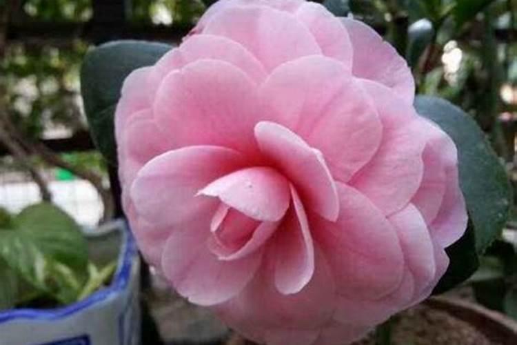 盆栽茶花的施肥方法