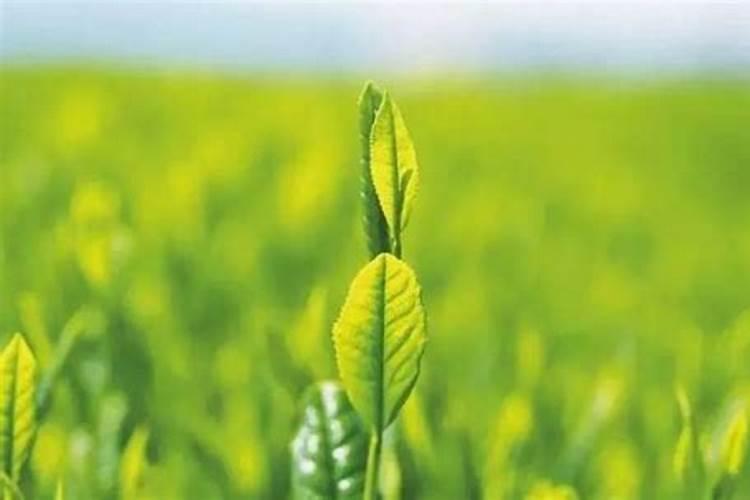 叶面施肥的好处 叶面肥对植物的作用