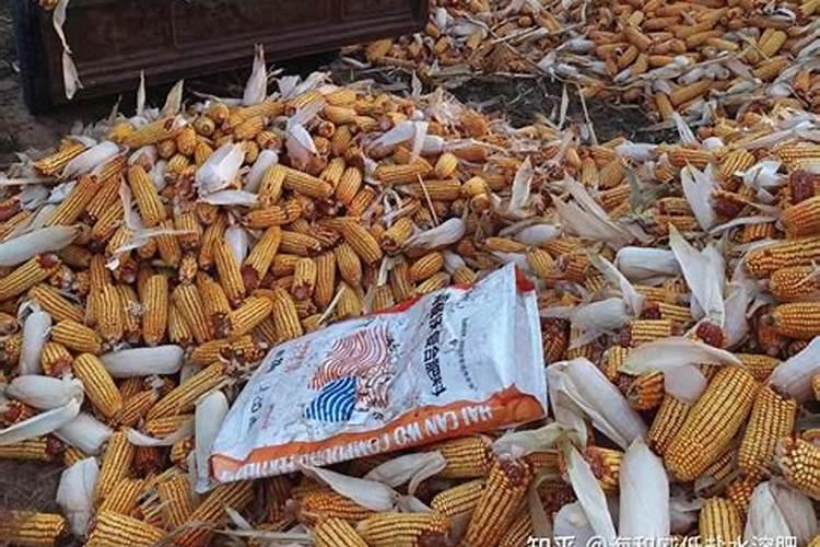 尿素可以用来给栀子花施肥吗