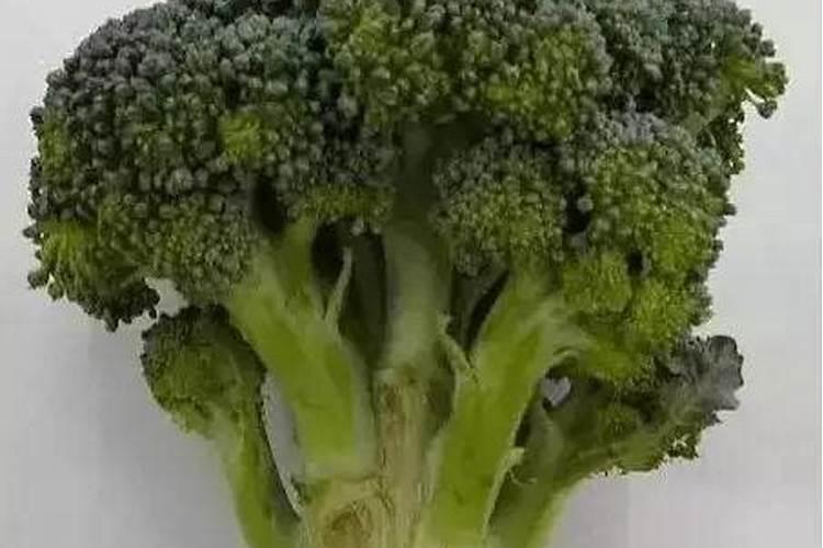 栀子花的施肥方法和时间