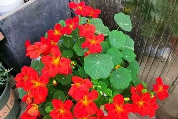 水稻打完除草隔多久追肥 可以立刻施肥吗