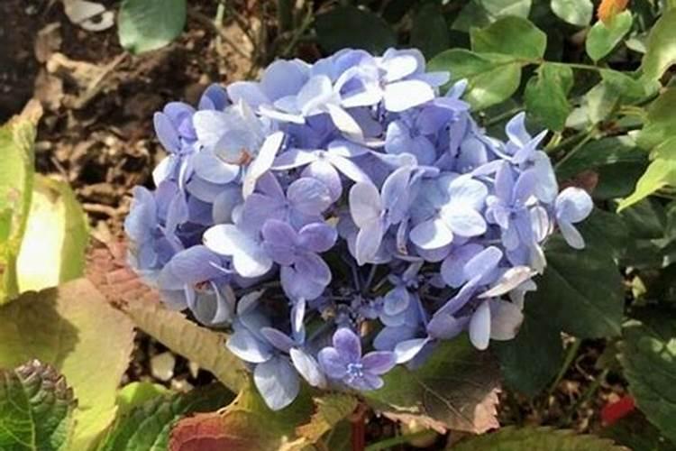 沤肥要1年？加点料