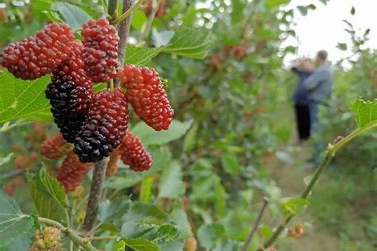 桑葚种植怎么施肥能增产？桑葚壮苗促长叶面肥用昆仑风有用吗