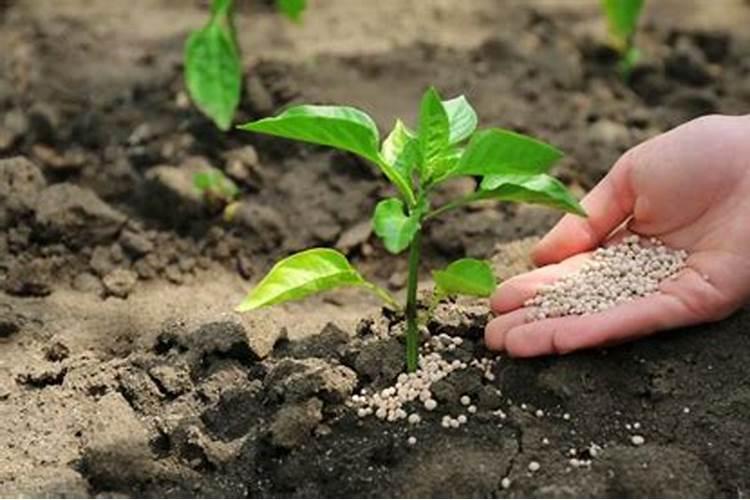 辣椒用什么肥料做追肥最好