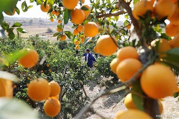 颗粒硼肥的正确使用方法