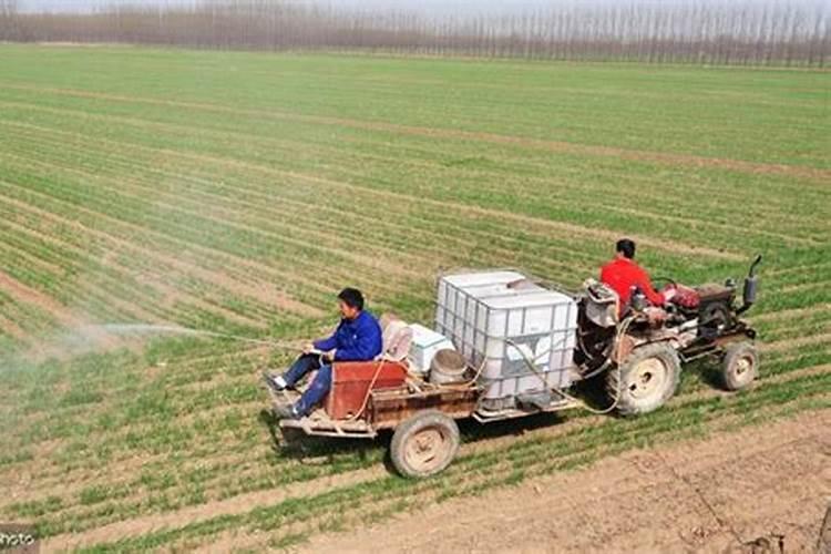 怎么施肥才可以让月季开爆花？