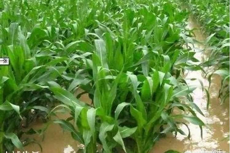 陕西有哪些生产卤牛肉的厂家