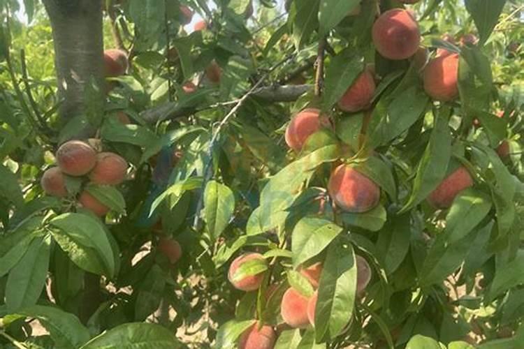 西藏的农业特色是什么