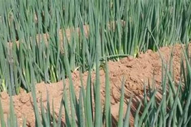 夏威夷竹子的养殖方法和注意事项