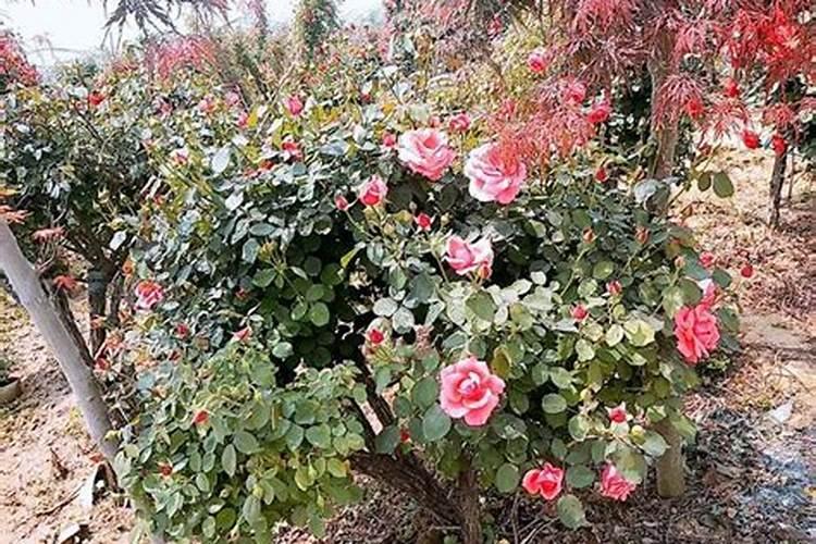 月季花施肥方法怎样给月季花施肥