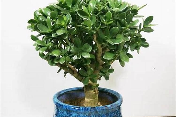 玉米专用肥可以用在其他作物上吗