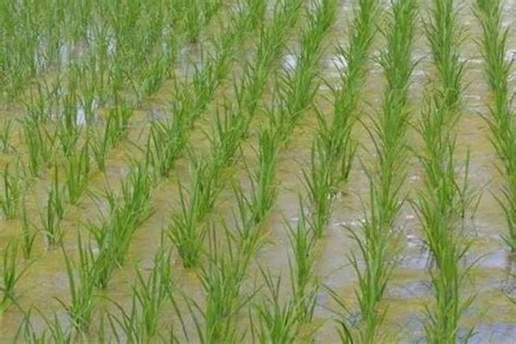 叶绿素含量的测定方法