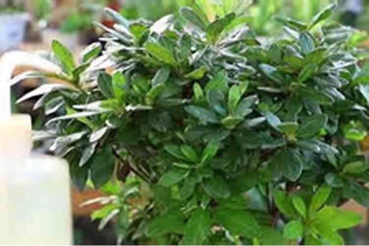 铁皮石斛种植方法