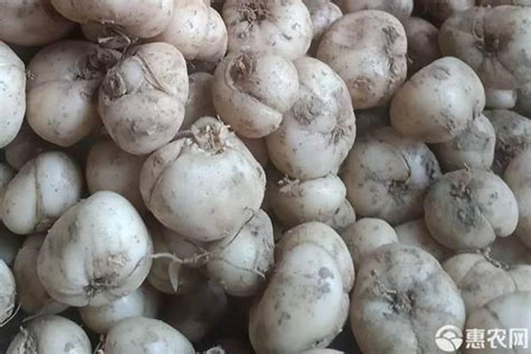 贝母用什么肥料最好