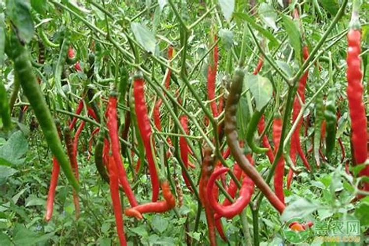 辣椒后期该用什么肥料