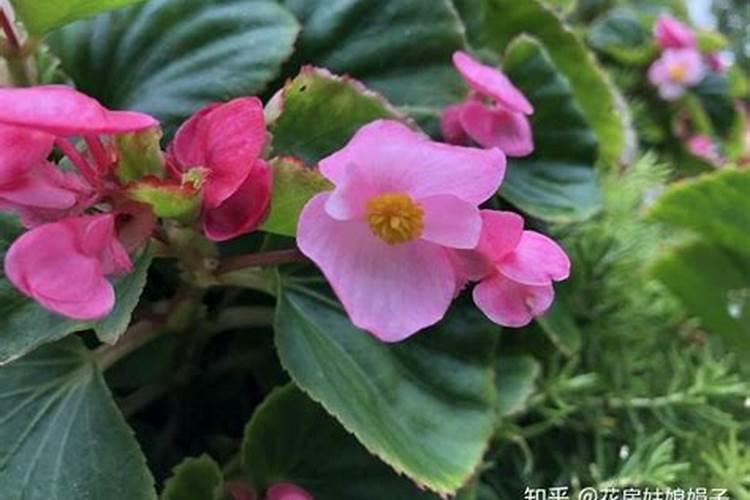 四季海棠什么时候施肥